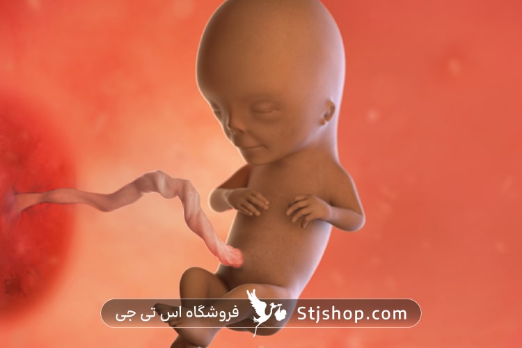 هفته سیزدهم بارداری چه علائمی دارد؟ راهنمایی کامل از صفر تا صد