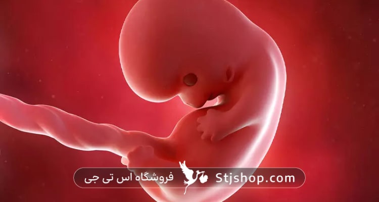 وضعیت جنین و اندازه جنین در هفته هشتم بارداری