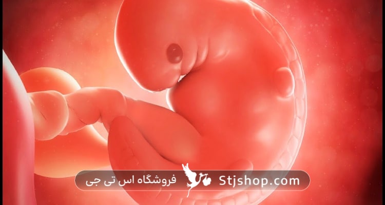 وضعیت جنین و اندازه جنین در هفته هفتم بارداری